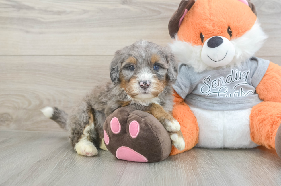 4 week old Mini Bernedoodle Puppy For Sale - Simply Southern Pups