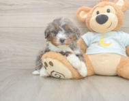 6 week old Mini Bernedoodle Puppy For Sale - Simply Southern Pups