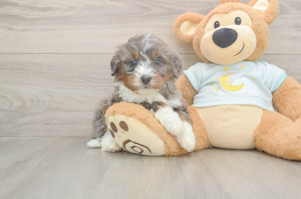 5 week old Mini Bernedoodle Puppy For Sale - Simply Southern Pups