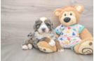 Mini Bernedoodle Puppy for Adoption