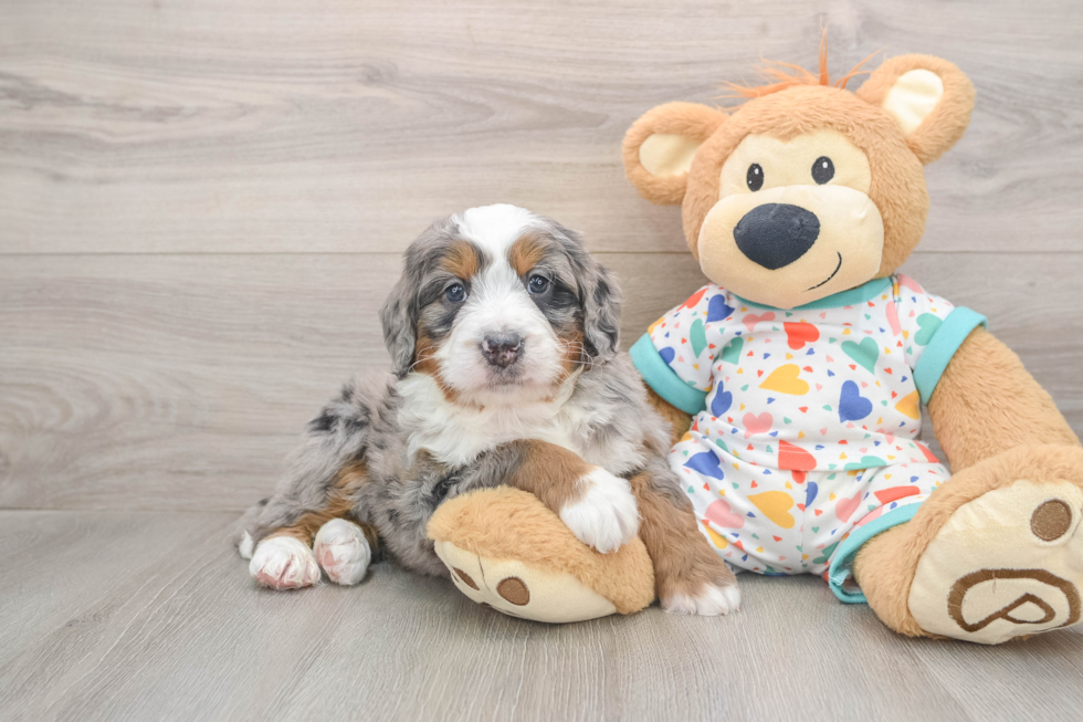 Mini Bernedoodle Puppy for Adoption
