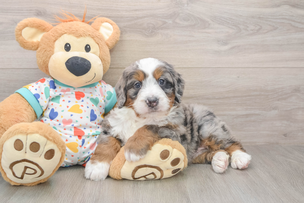 Best Mini Bernedoodle Baby