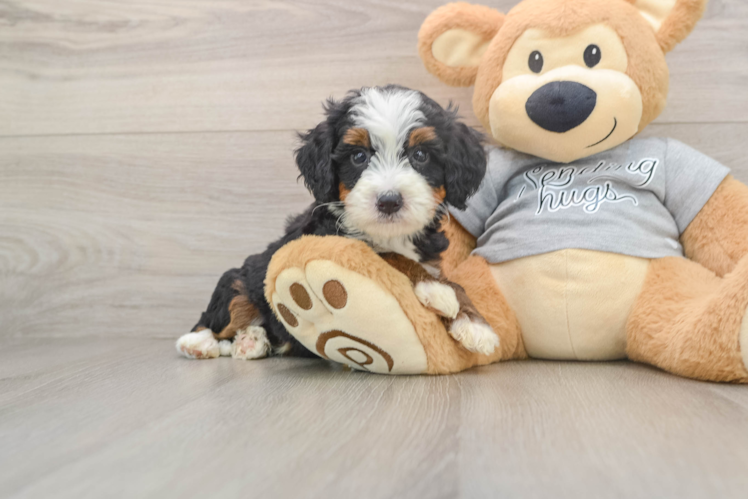 Sweet Mini Bernedoodle Baby