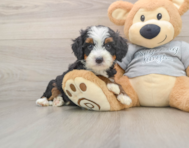 6 week old Mini Bernedoodle Puppy For Sale - Simply Southern Pups