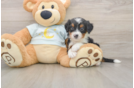 Playful Mini Bernadoodle Poodle Mix Puppy