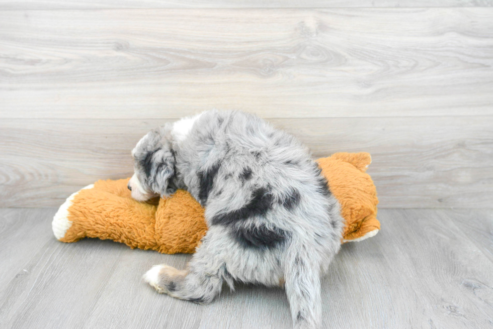 Mini Bernedoodle Puppy for Adoption