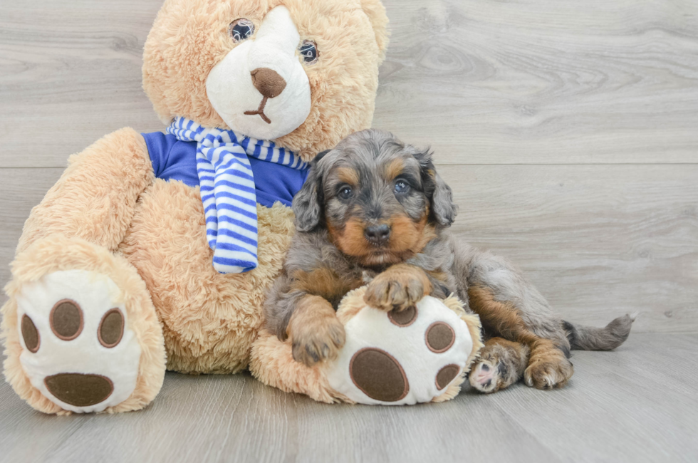 7 week old Mini Bernedoodle Puppy For Sale - Simply Southern Pups