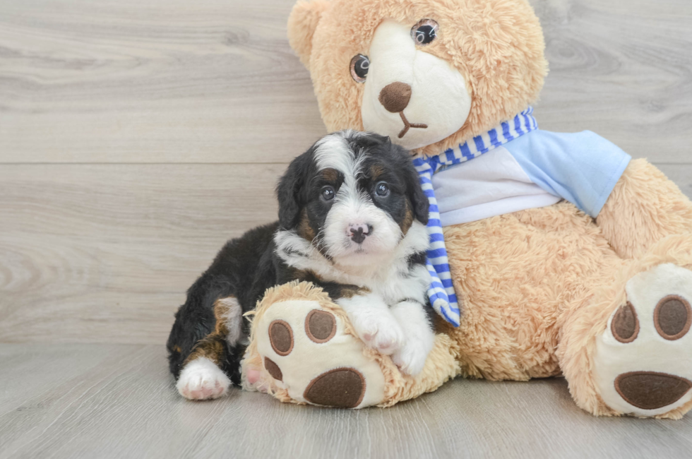 5 week old Mini Bernedoodle Puppy For Sale - Simply Southern Pups