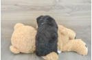 Mini Bernedoodle Puppy for Adoption