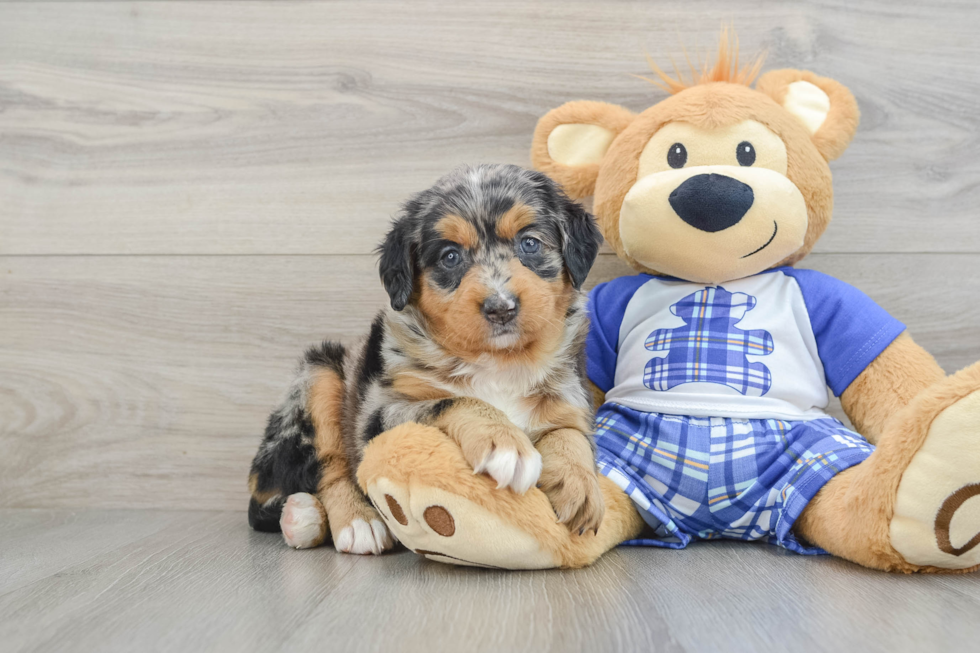 Best Mini Bernedoodle Baby