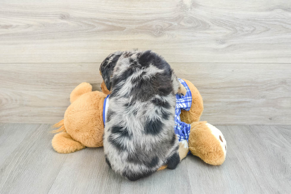 Best Mini Bernedoodle Baby