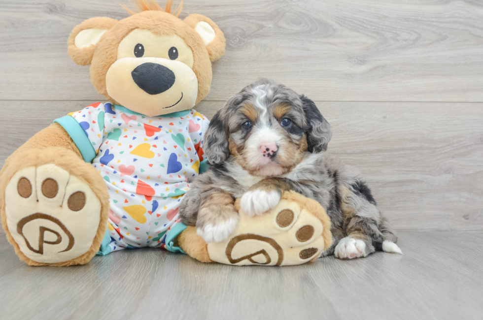 5 week old Mini Bernedoodle Puppy For Sale - Simply Southern Pups