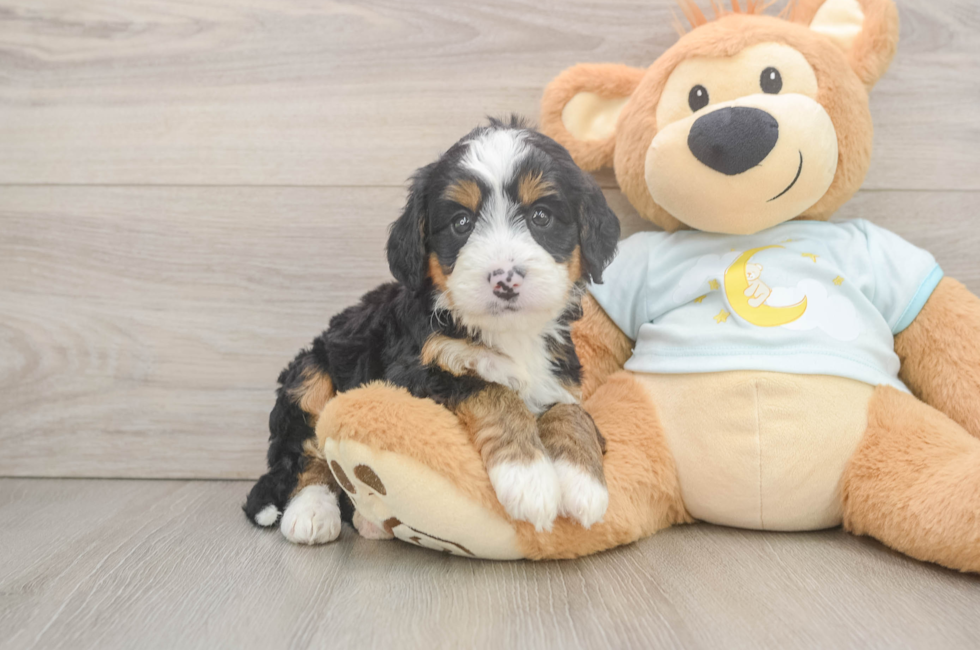 6 week old Mini Bernedoodle Puppy For Sale - Simply Southern Pups