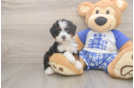 Best Mini Bernedoodle Baby