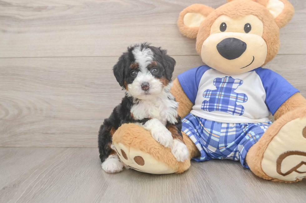 5 week old Mini Bernedoodle Puppy For Sale - Simply Southern Pups