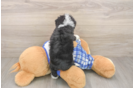 Mini Bernedoodle Pup Being Cute
