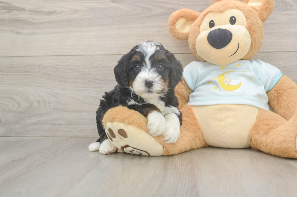 5 week old Mini Bernedoodle Puppy For Sale - Simply Southern Pups