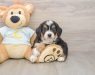 5 week old Mini Bernedoodle Puppy For Sale - Simply Southern Pups