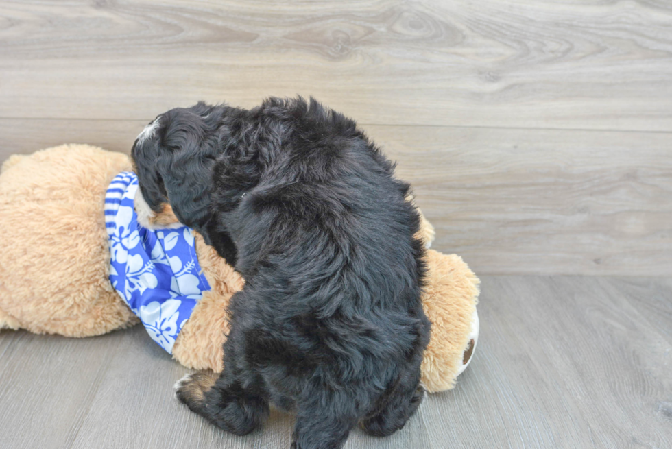 Sweet Mini Bernedoodle Baby