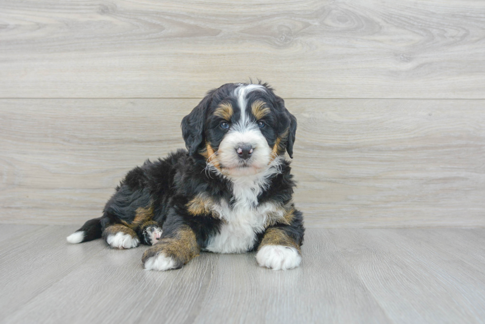Mini Bernedoodle Puppy for Adoption