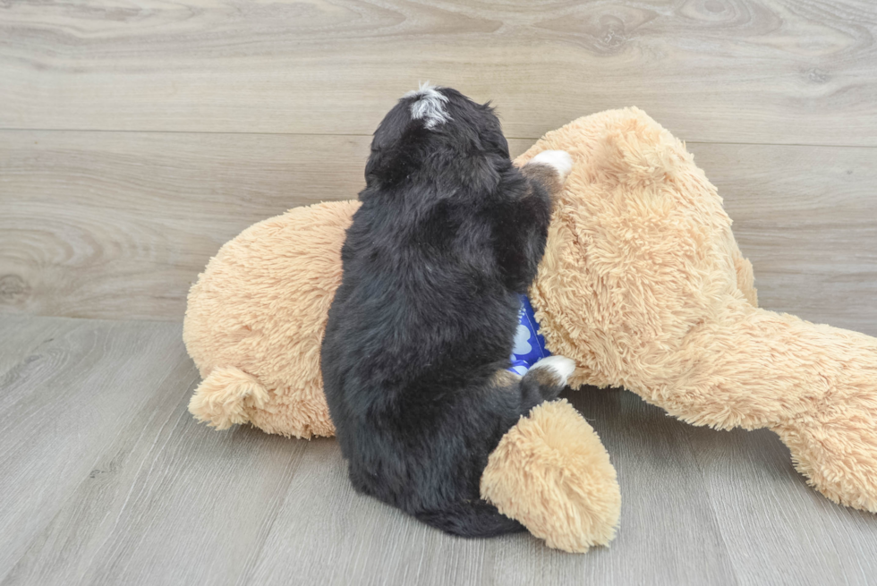 Mini Bernedoodle Puppy for Adoption