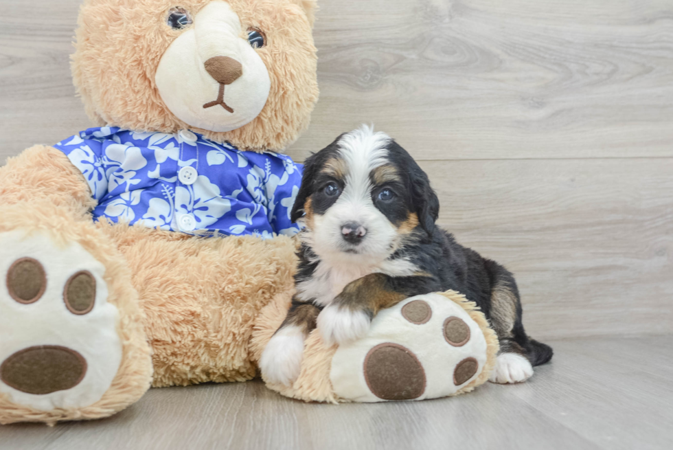 Best Mini Bernedoodle Baby