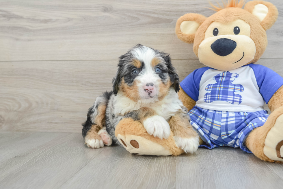 Mini Bernedoodle Pup Being Cute