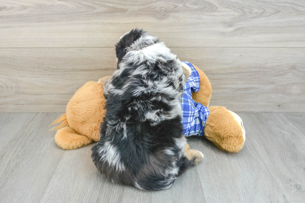 Playful Bernadoodle Poodle Mix Puppy