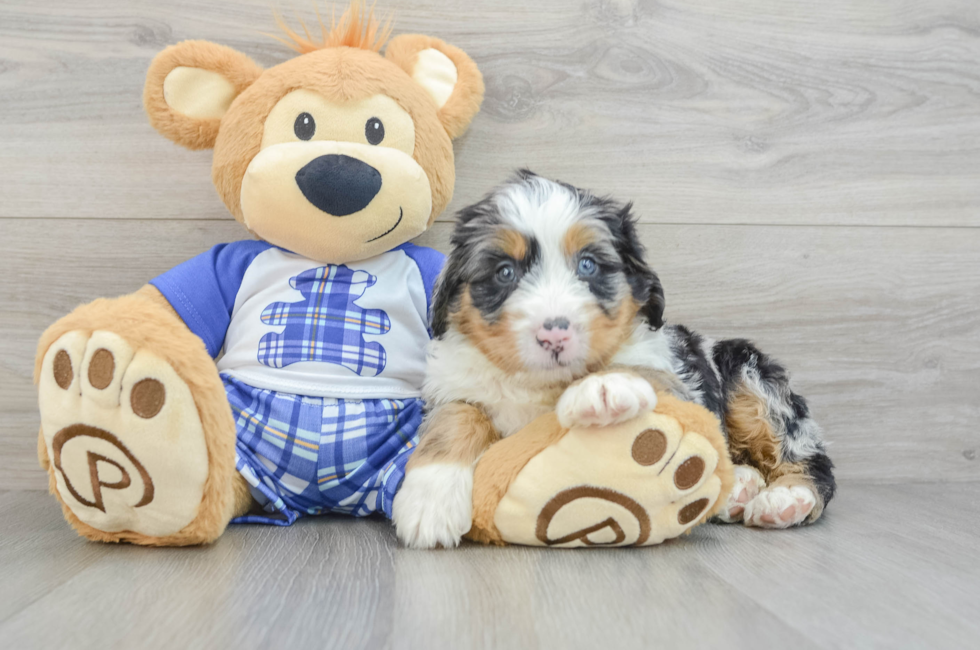 5 week old Mini Bernedoodle Puppy For Sale - Simply Southern Pups