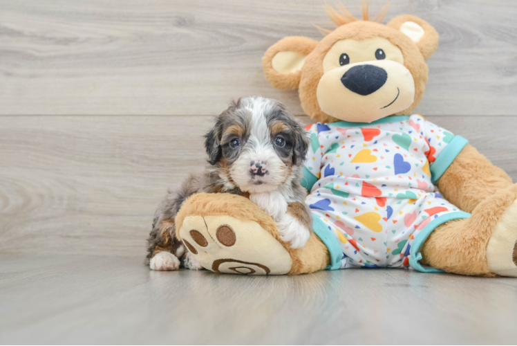 Mini Bernedoodle Puppy for Adoption
