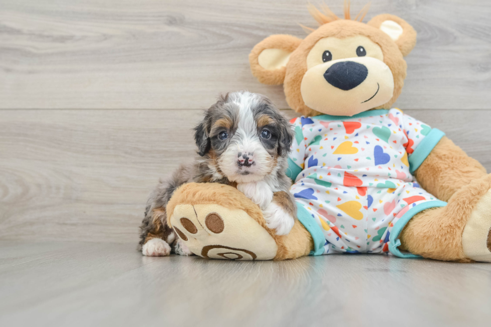 Mini Bernedoodle Puppy for Adoption