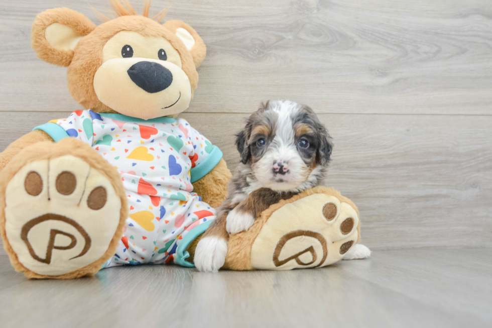 Mini Bernedoodle Pup Being Cute