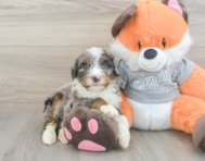 5 week old Mini Bernedoodle Puppy For Sale - Simply Southern Pups