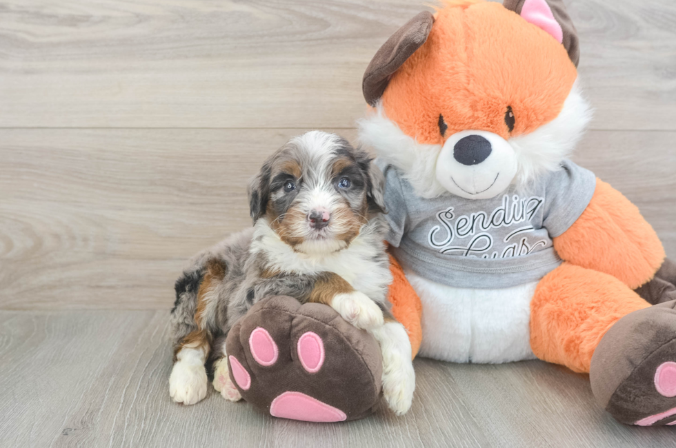 4 week old Mini Bernedoodle Puppy For Sale - Simply Southern Pups