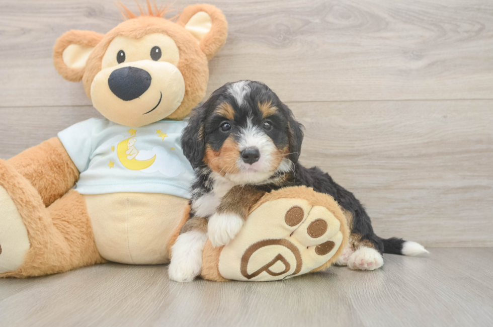 6 week old Mini Bernedoodle Puppy For Sale - Simply Southern Pups
