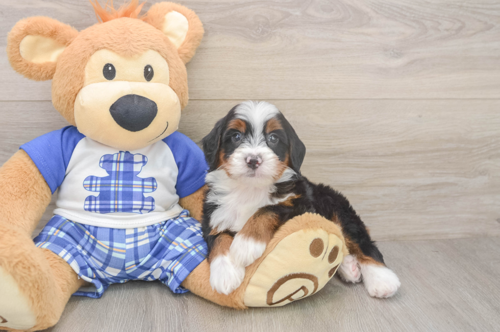 5 week old Mini Bernedoodle Puppy For Sale - Simply Southern Pups
