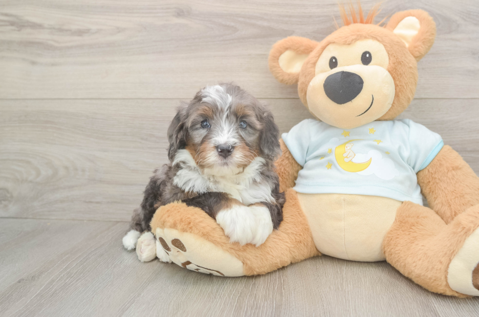 5 week old Mini Bernedoodle Puppy For Sale - Simply Southern Pups