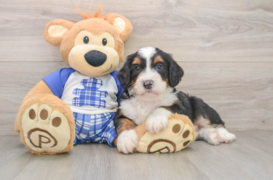 Petite Mini Bernedoodle Poodle Mix Pup