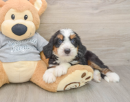 7 week old Mini Bernedoodle Puppy For Sale - Simply Southern Pups