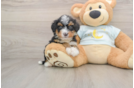 Best Mini Bernedoodle Baby