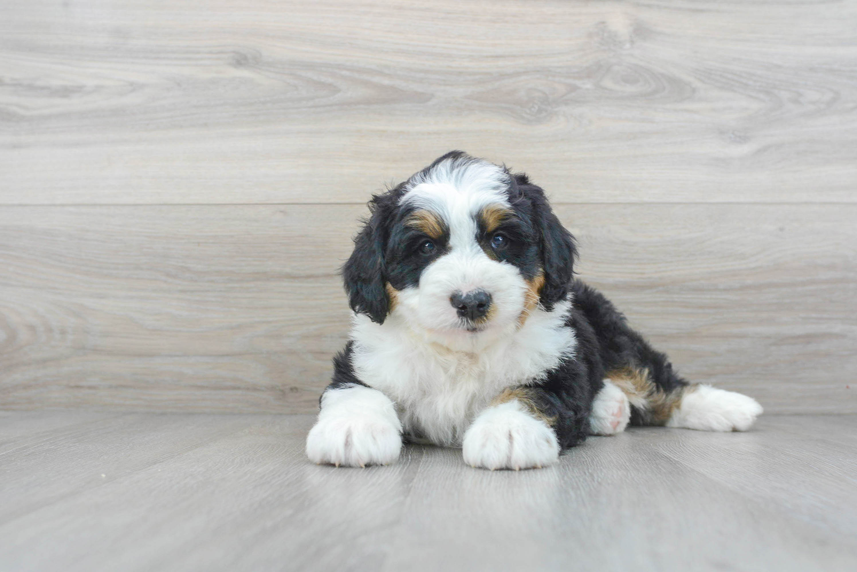 Baby bernedoodle 2024