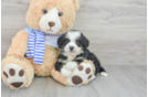 Small Mini Bernedoodle Baby