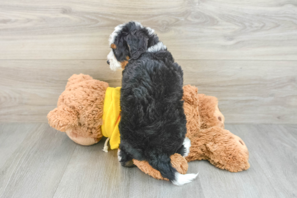 Best Mini Bernedoodle Baby