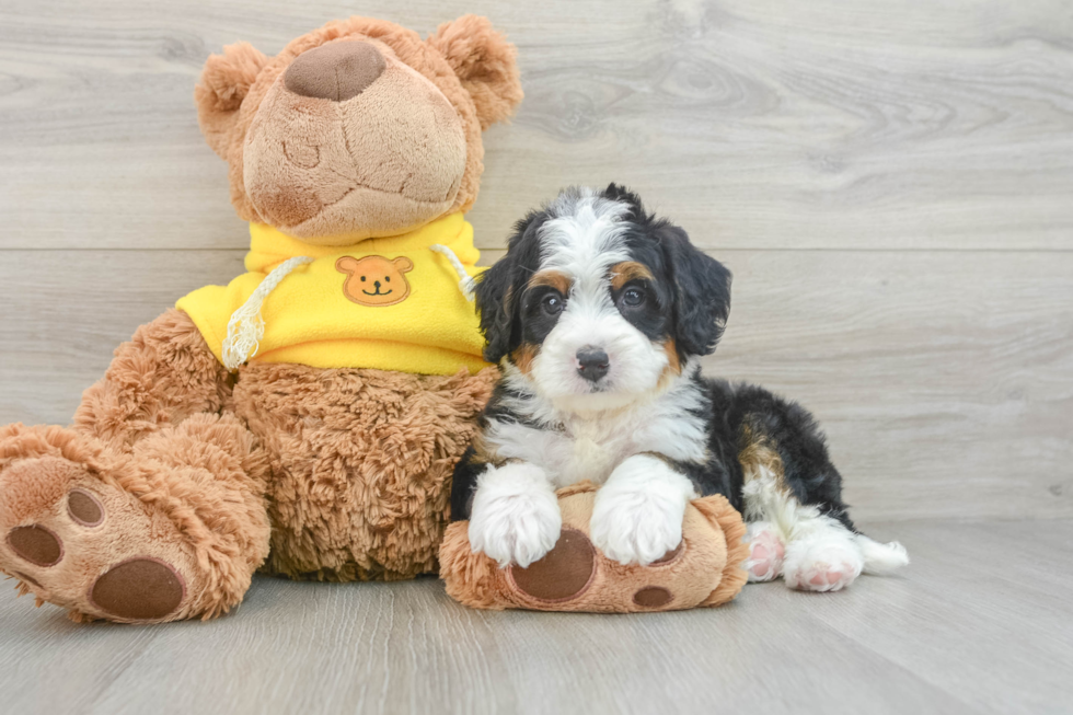 Mini Bernedoodle Pup Being Cute