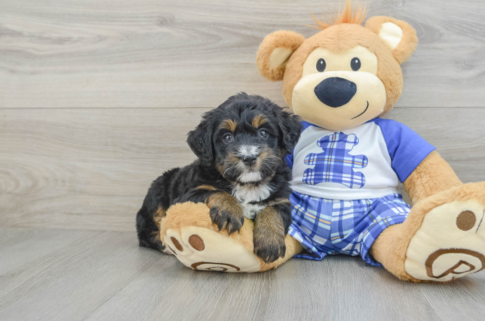 5 week old Mini Bernedoodle Puppy For Sale - Simply Southern Pups