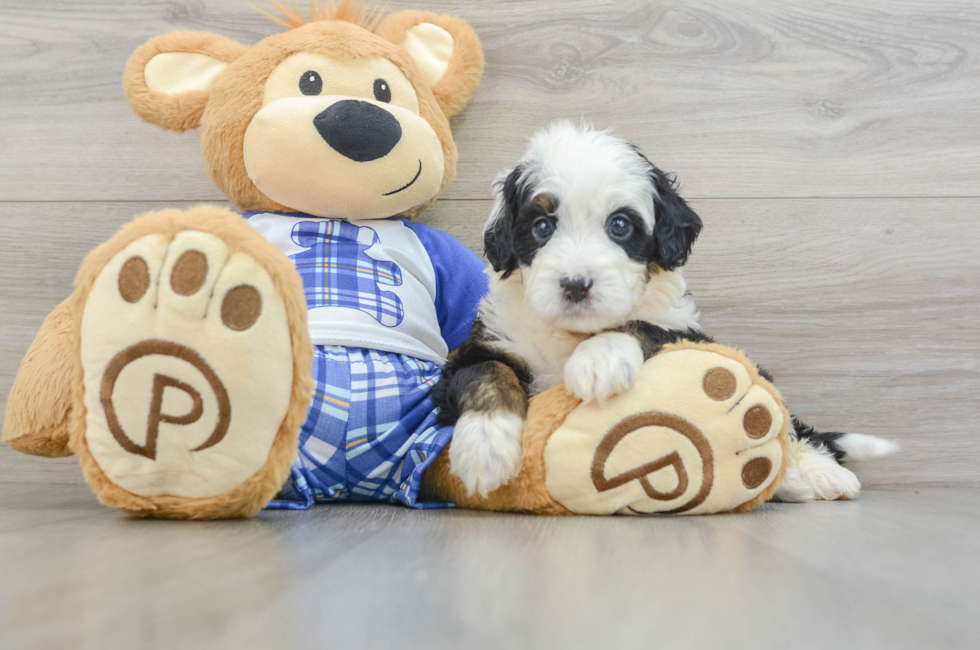 7 week old Mini Bernedoodle Puppy For Sale - Simply Southern Pups