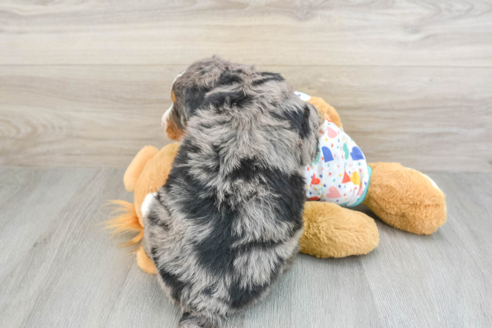 Energetic Mini Berniedoodle Poodle Mix Puppy