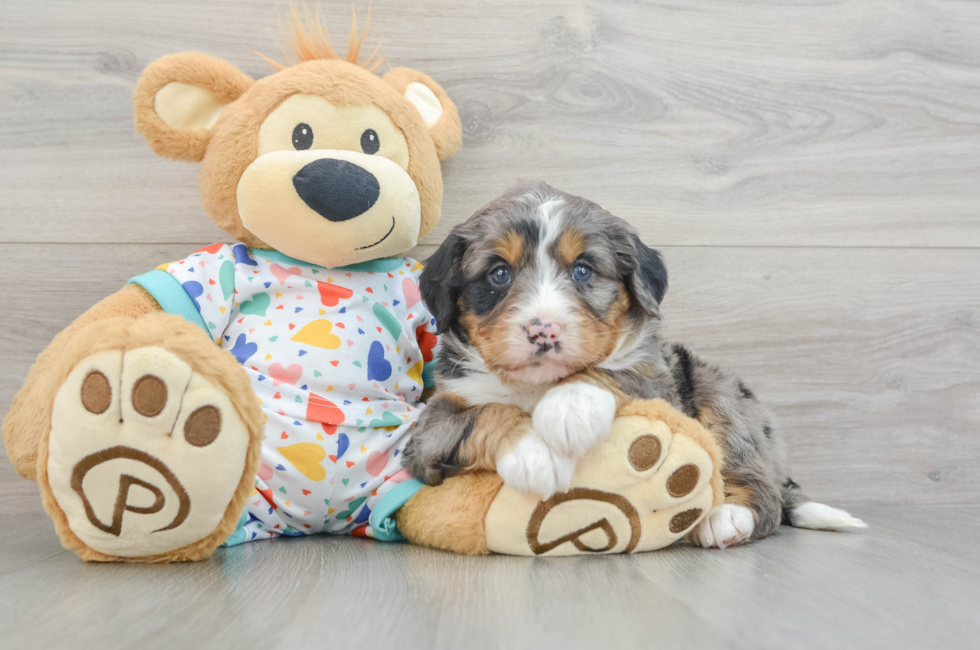 5 week old Mini Bernedoodle Puppy For Sale - Simply Southern Pups