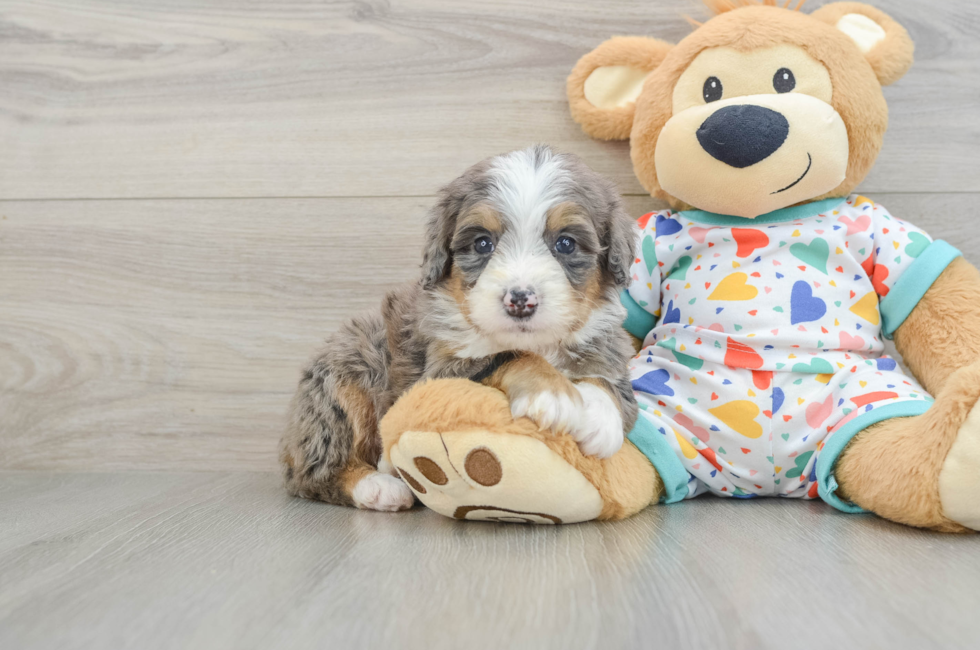 5 week old Mini Bernedoodle Puppy For Sale - Simply Southern Pups