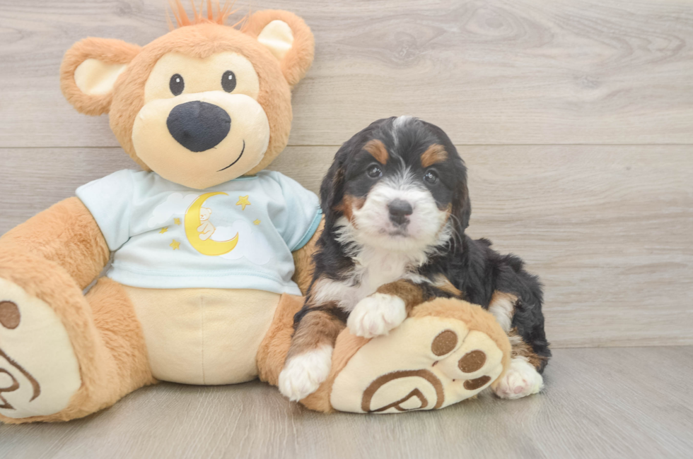 6 week old Mini Bernedoodle Puppy For Sale - Simply Southern Pups